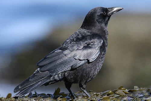 Photo of Corvus brachyrhynchos by Ralph Hocken